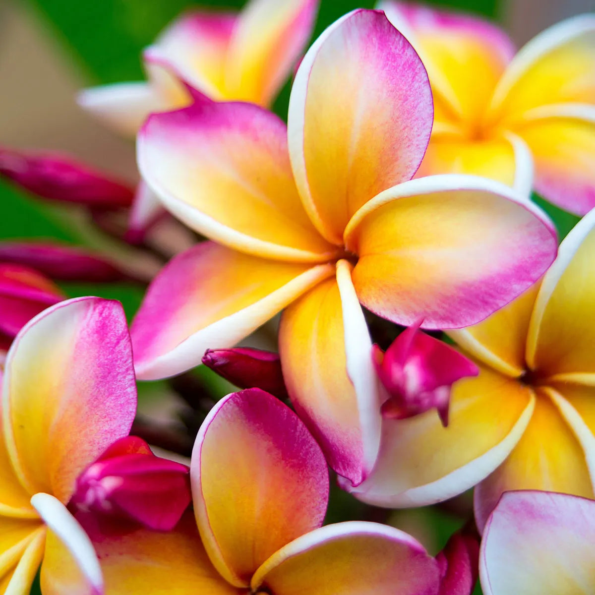 Danube Medium Jar; Wild Frangipani