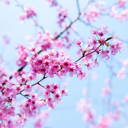 Cambridge Jar; Japanese Cherry Blossom