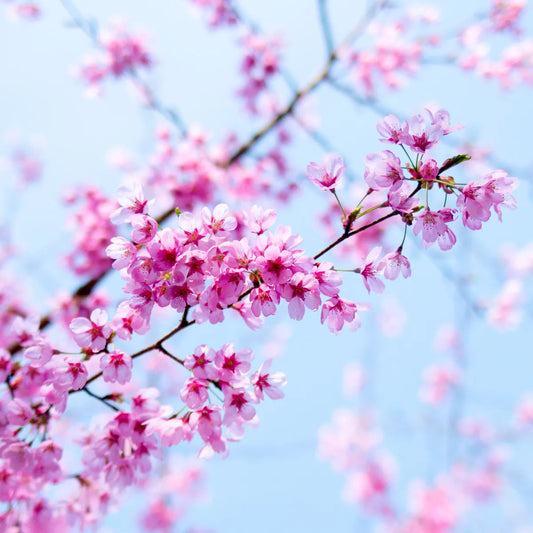 Danube Medium Jar; Japanese Cherry Blossom