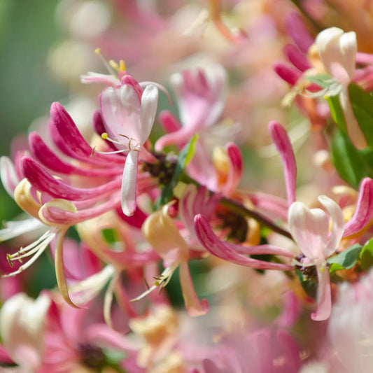 Danube Large Jar; Japanese Honeysuckle