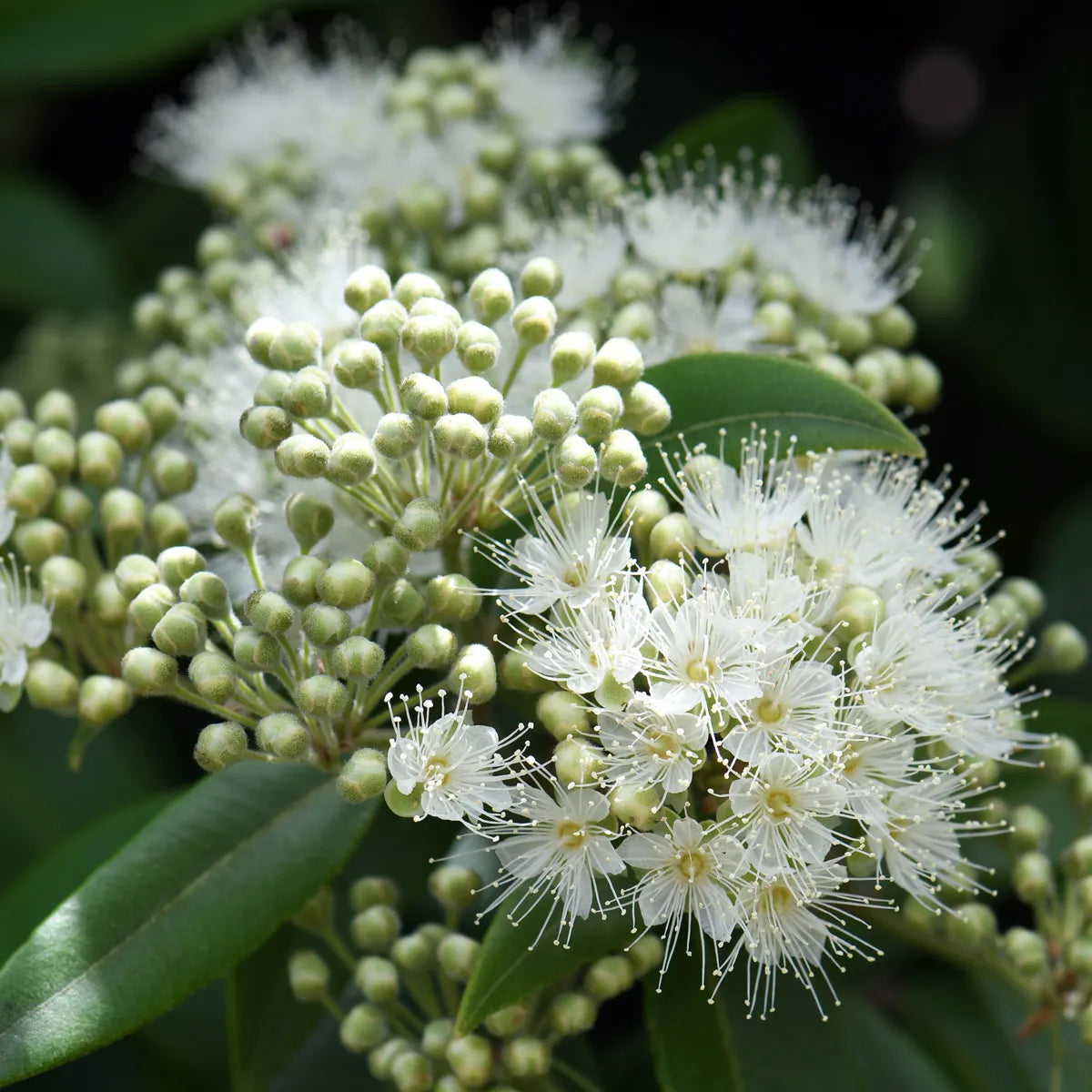 Danube Large Jar; Lemon Myrtle